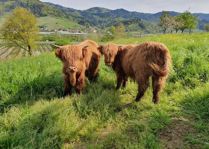 Ferienhof Vordere Alm