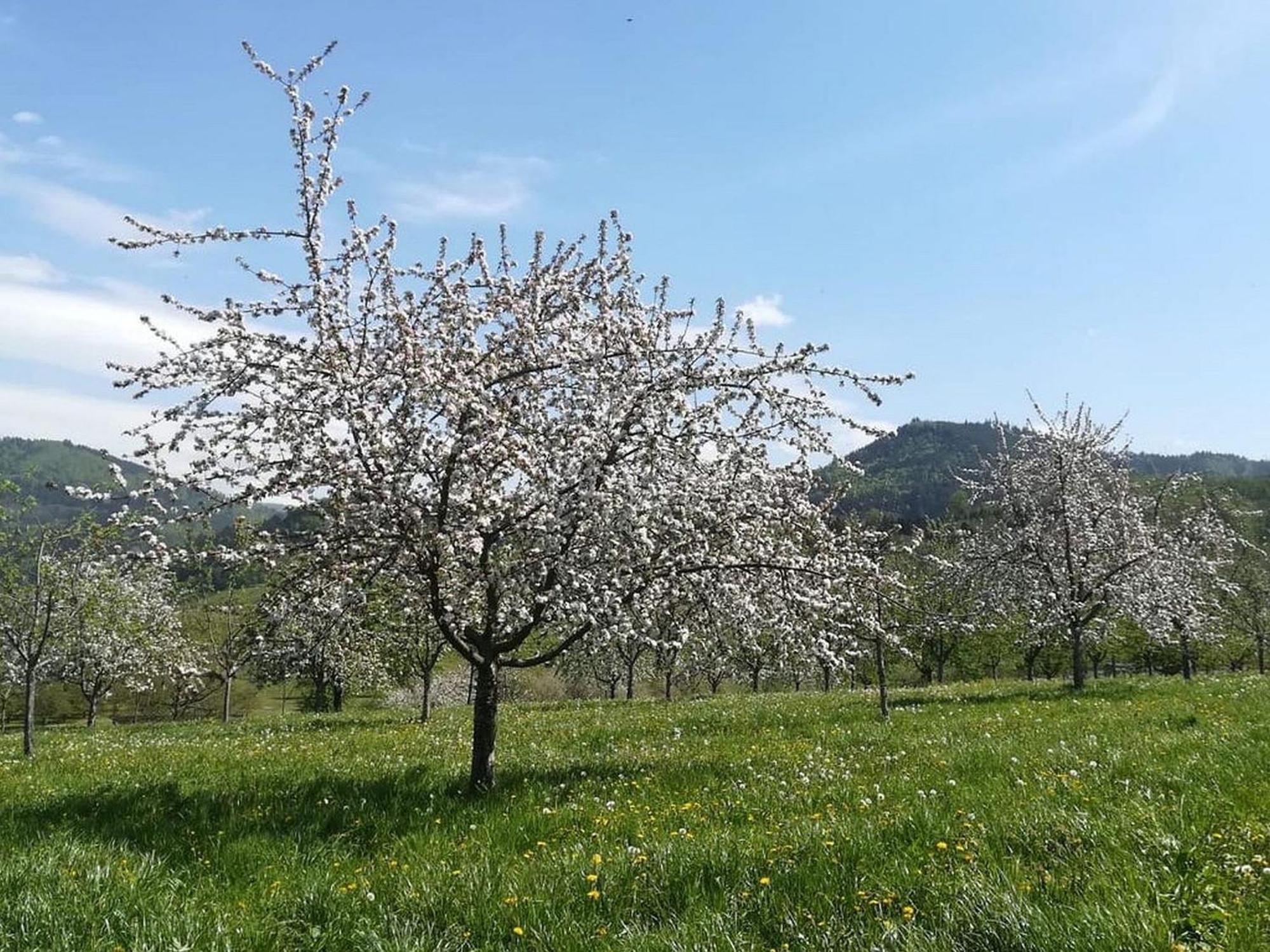 Vordere Alm *